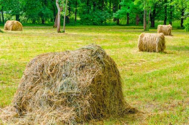 Un pagliaio su un prato in mezzo alla foresta.