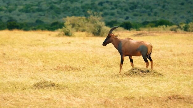 Un paio di animali sono in piedi in un campo