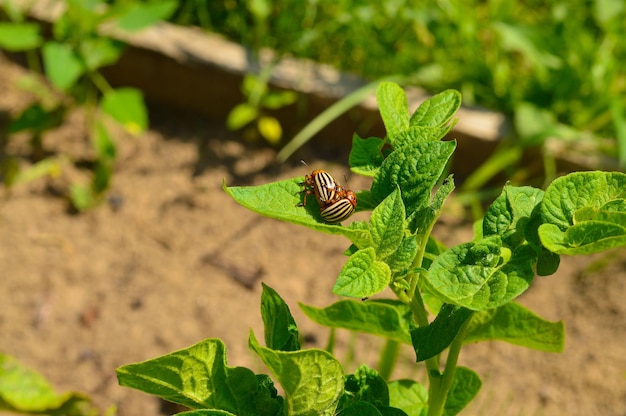 Un paio di coleotteri adulti della patata del Colorado su patate fresche lascia un aumento della popolazione