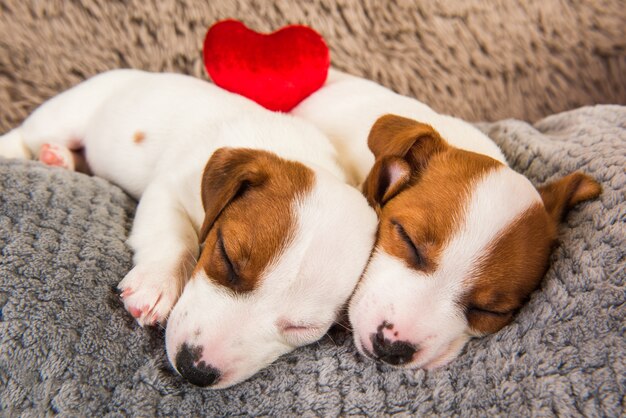 Un paio di due cani cuccioli di Jack Russell Terrier innamorati divertenti sono vicini. San Valentino.