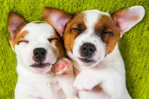 Un paio di due cani cuccioli di Jack Russell Terrier innamorati divertenti sono vicini.