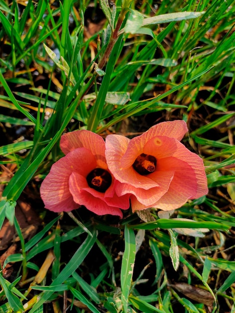 Un paio di fiori che sono nell'erba