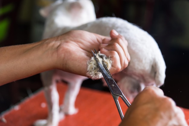 Un paio di forbici vengono utilizzate per tagliare la toelettatura del cane per l'adozione della pelliccia di un cane