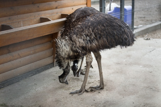 Un paio di grandi nandù che mangiano nel paddock dello zoo