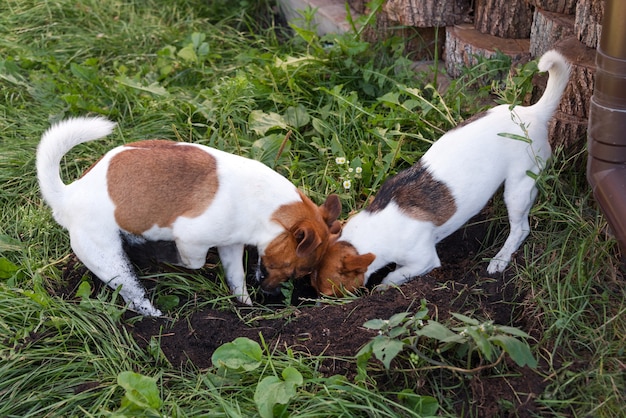 Un paio di Jack Russell Terrier che scavano un buco del cane nel cortile, all'aperto. Cani che giocano all'aperto nel parco