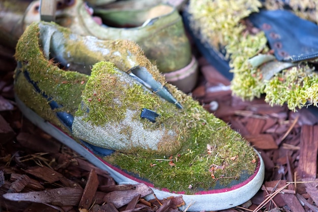 Un paio di scarpe perse nei boschi ricoperte di muschio