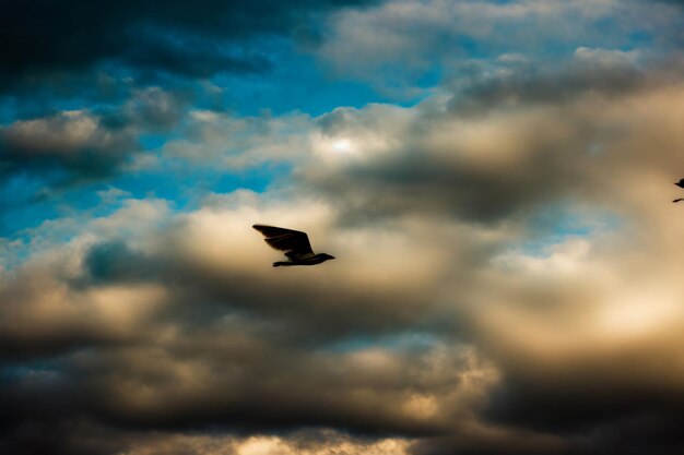 Un Paio Di Uccelli Che Volano Attraverso Un Cielo Nuvoloso
