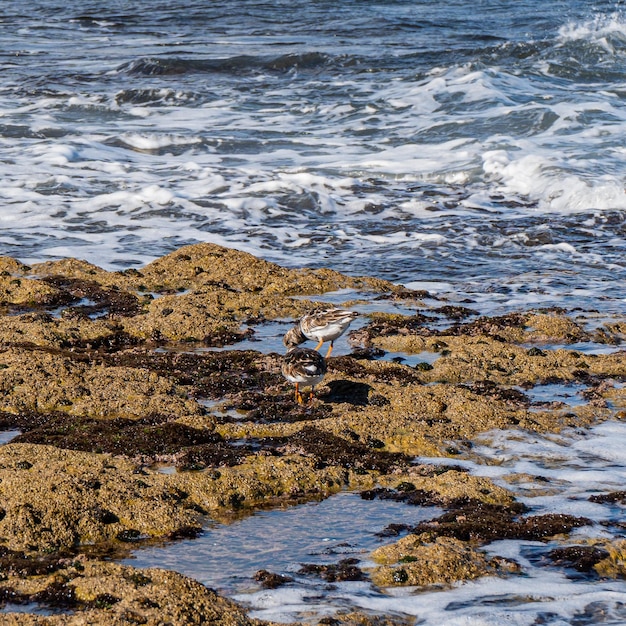 Un paio di uccelli sono su una spiaggia rocciosa con l'oceano sullo sfondo.