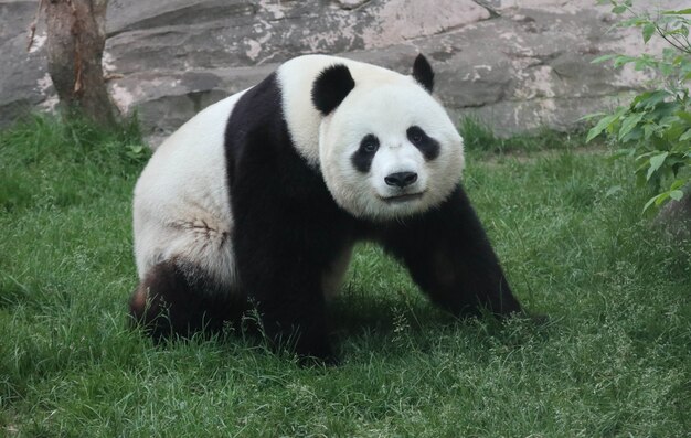 Un panda gigante bianco e nero sta camminando sull'erba verde.