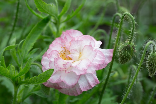 Un papavero rosa in fiore in giardino.
