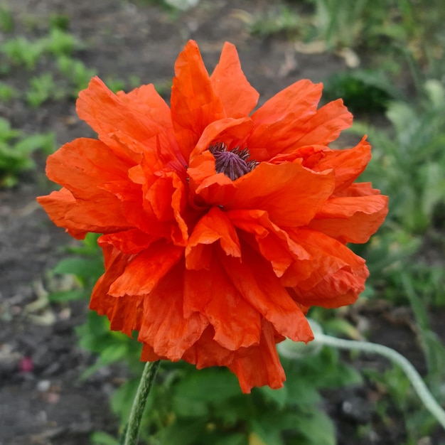 Un papavero rosso con un centro scuro e un centro scuro.