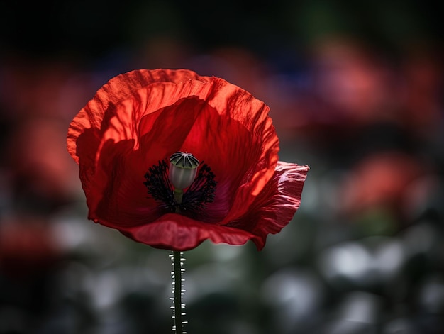 Un papavero rosso con uno sfondo nero