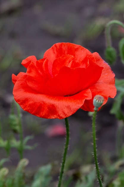 Un papavero rosso in fiore in giardino