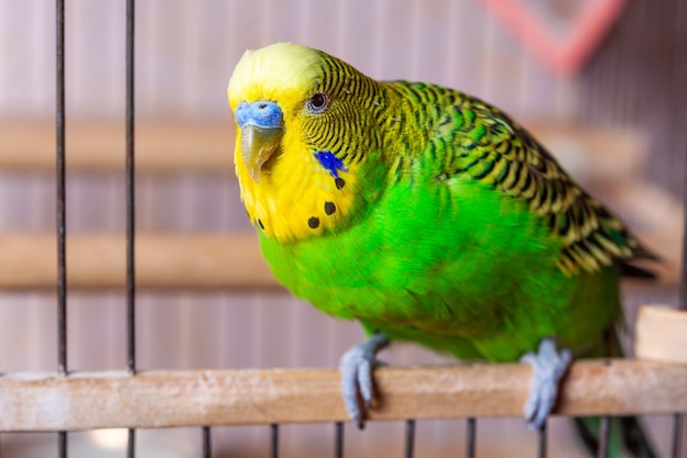 Un pappagallino verde è seduto all'uscita dalla gabbia. Foto in primo piano. Custodia gratuita di un uccello decorativo in casa.