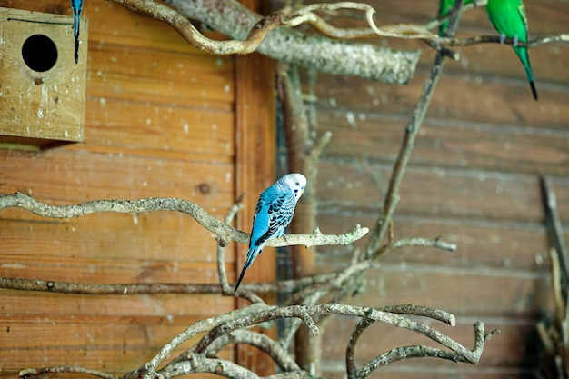 Un pappagallo a strisce blu seduto su un ramo