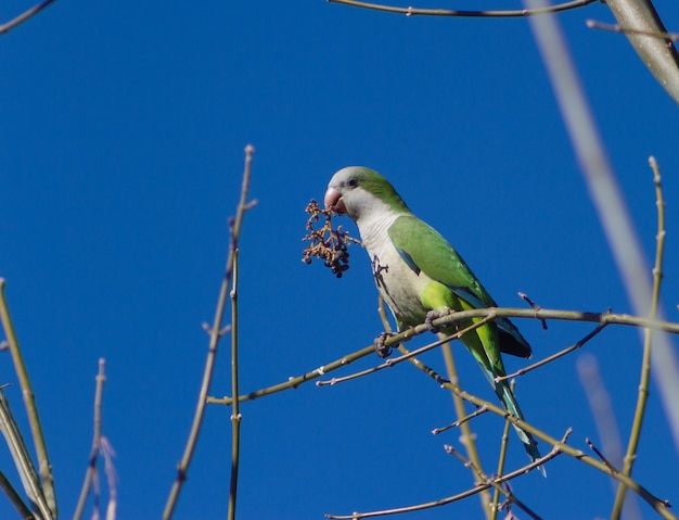 Un pappagallo argentino che mangia frutta nel suo habitat naturale