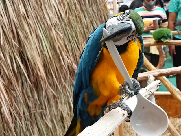 Un pappagallo blu e giallo è su un bastone