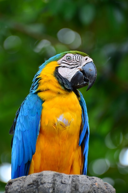 Un pappagallo blu e giallo