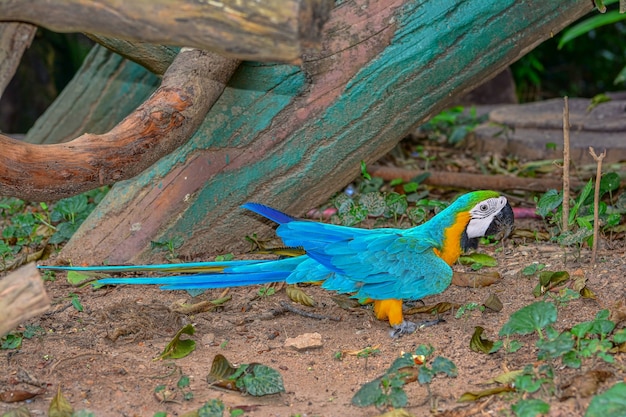 Un pappagallo blu e giallo