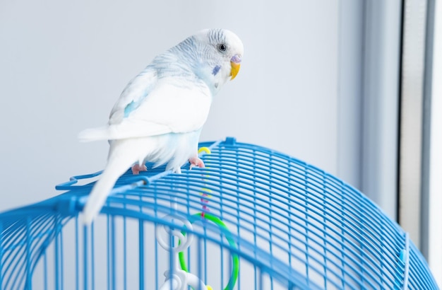 Un pappagallo blu ondulato si siede su una gabbia