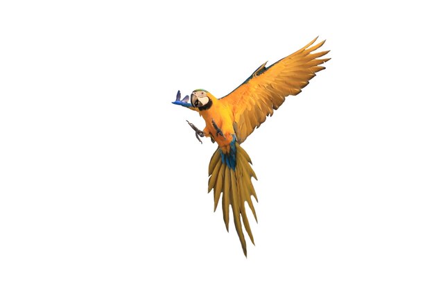 Un pappagallo con un becco blu sta volando su uno sfondo bianco
