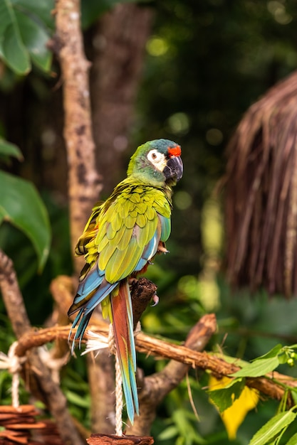 Un pappagallo pezzato nel Parco nazionale di Aves in Brasile.