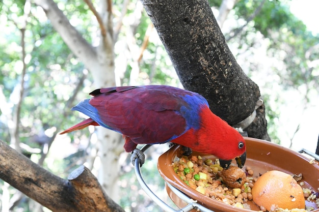 Un pappagallo rosso mangia cibo da una ciotola.