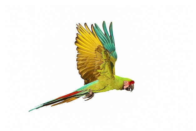 Un pappagallo verde con piume blu e gialle sta volando nel cielo.