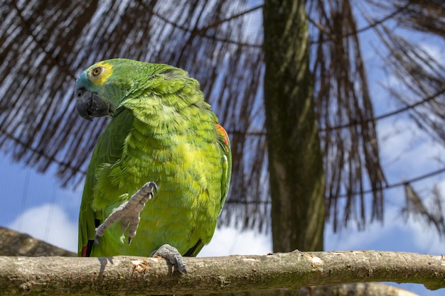 Un pappagallo verde è seduto su un ramo davanti a un albero.