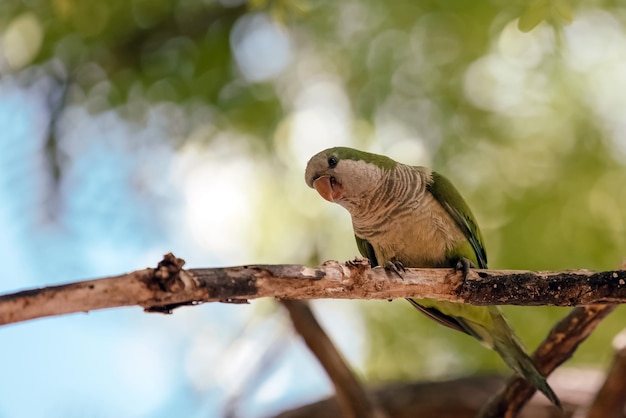 Un pappagallo verde si siede su un ramo di albero nel parco