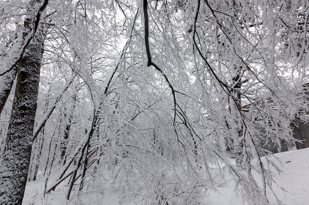 Un parco con alberi diversi nella stagione invernale