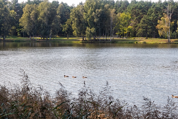 Un parco forestale con un grande lago e alberi sulla riva.