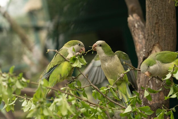 Un parrocchio monaco Myiopsitta monachus, noto anche come parrocchio quacchero, si siede su un ramo verde di un albero al mattino presto nel Pantanal settentrionale del Mato Grosso in Brasile