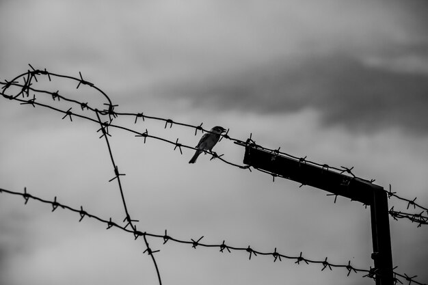 Un passero seduto su un filo spinato contro un cielo che si oscura fotografia di concetto