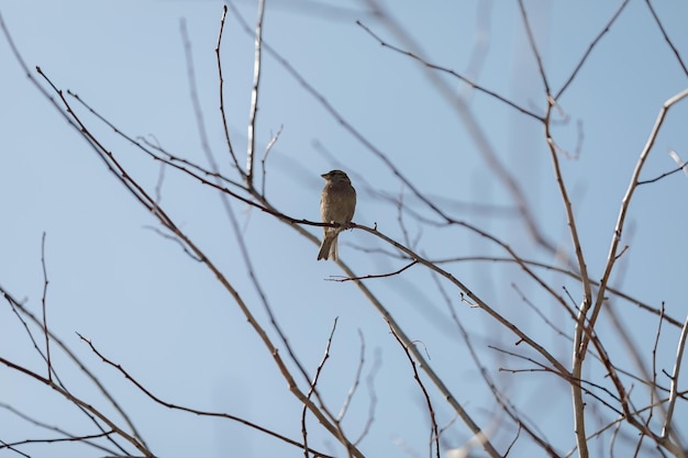 Un passero si siede su un ramo spoglio contro il cielo blu in primavera