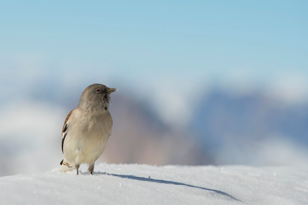 Un passero su priorità bassa bianca della montagna di tempo di inverno della neve