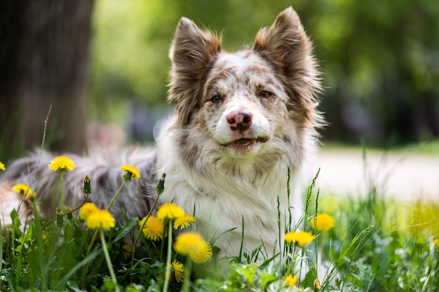 Un pastore australiano adulto con fiori gialli giace in un prato. Ritratto di un cane nel parco. Sfondo sfocato, primo piano.