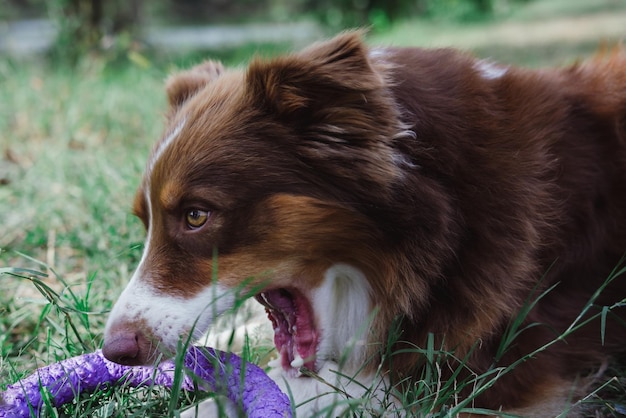 Un pastore australiano color cioccolato nel parco in estate Un cane con un giocattolo nell'erba