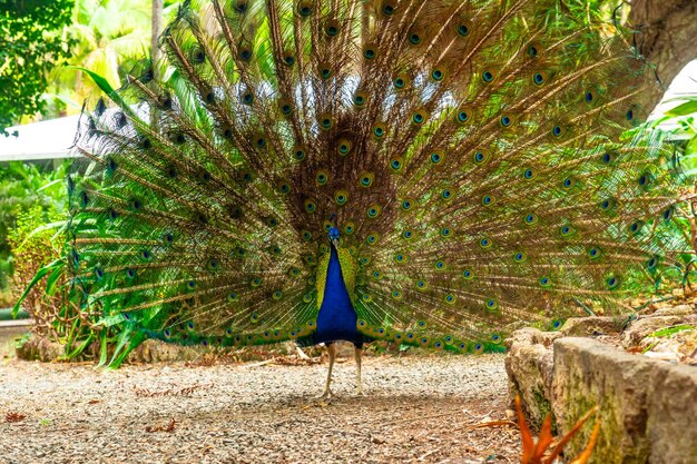 Un pavone sta camminando su un sentiero in un giardino