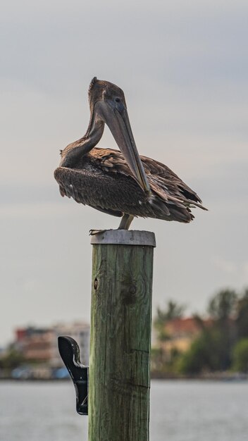 Un pelicano marrone seduto in cima a un mucchio di legno contro un cielo nuvoloso gratta la sua ala con il becco