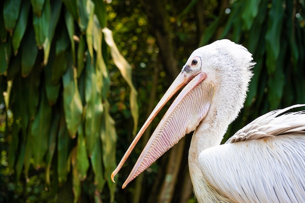 Un pellicano bianco in un parco si siede su un primo piano del recinto. Osservazione uccelli