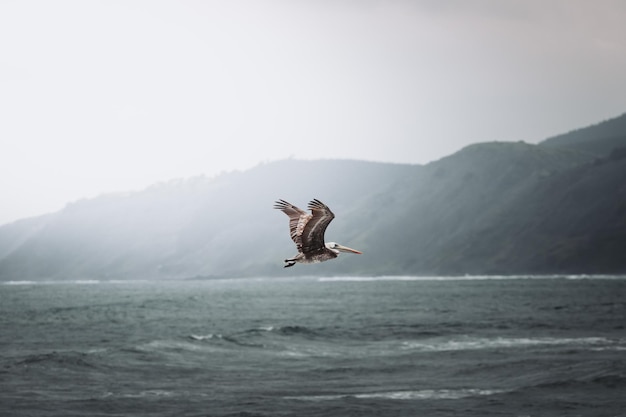 Un pellicano che vola sul mare