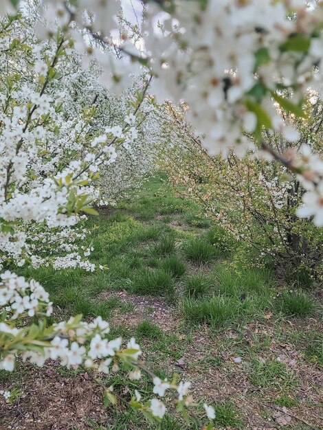 Un percorso attraverso un frutteto con fiori bianchi ed erba verde.