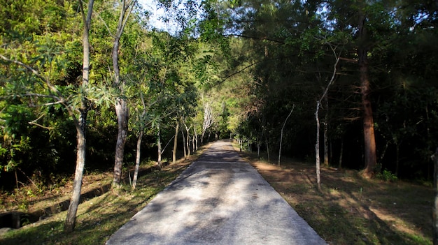 Un percorso concreto nella foresta con alberi a sinistra ea destra Un parco giardino o foresta