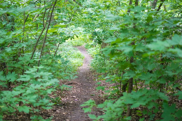 Un percorso in una foresta verde