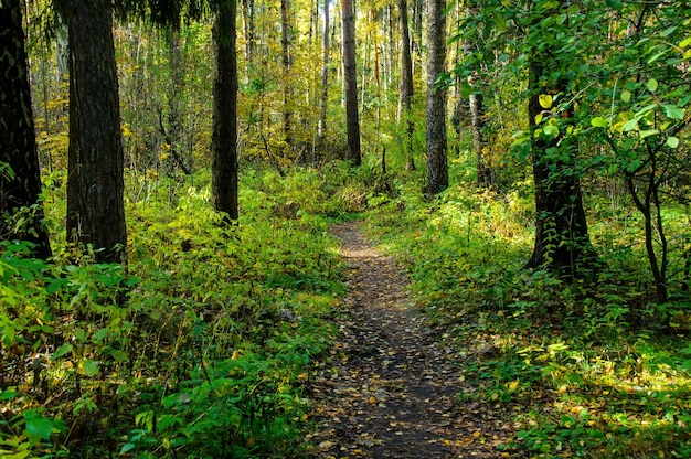 Un percorso nella foresta in una mattina d'autunno Regione di Mosca Russia