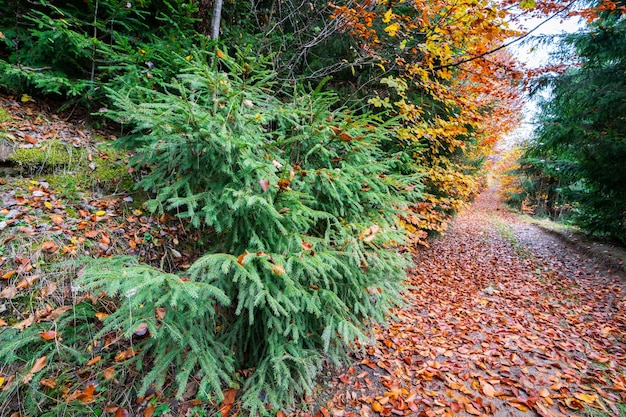 Un percorso straordinariamente bello in un parco naturale colorato coperto di foglie autunnali luminose