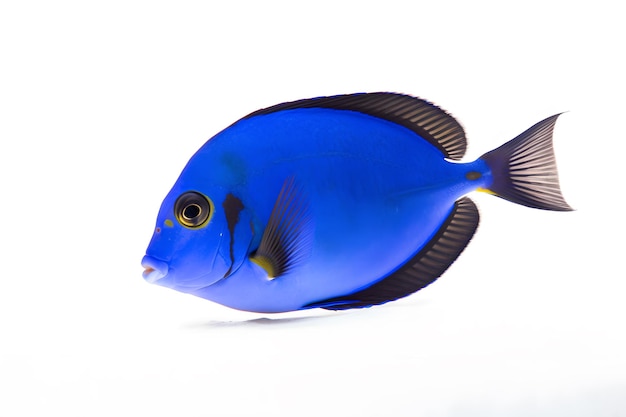 Un pesce azzurro con macchie nere sul fondo.