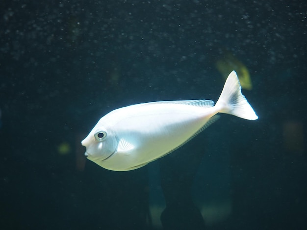 Un pesce che nuota nell'acqua