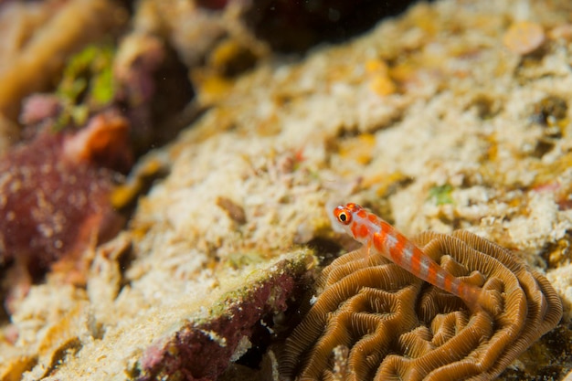 Un pesce colorato sulla macro di corallo duro a Cebu Filippine